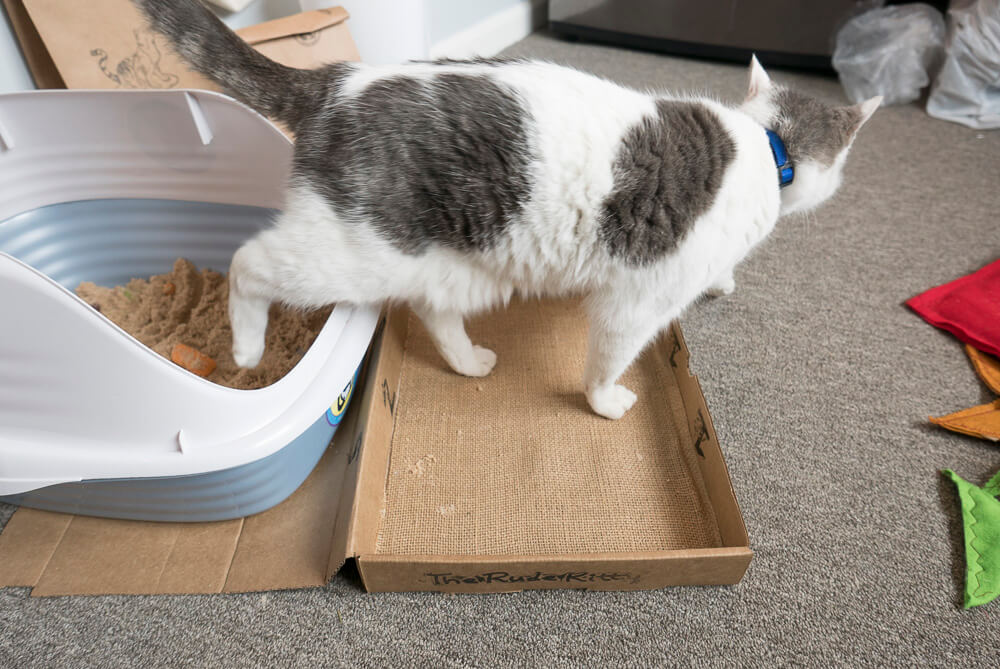 cat walks on litter box