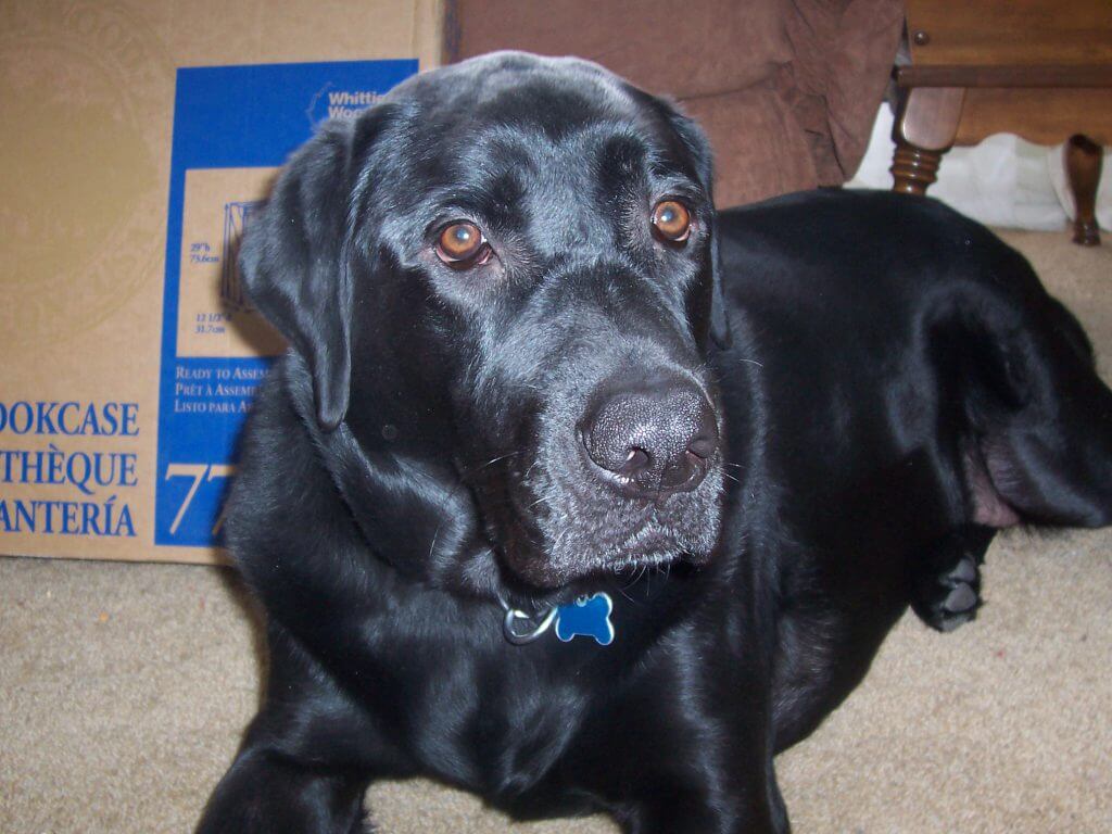 black lab