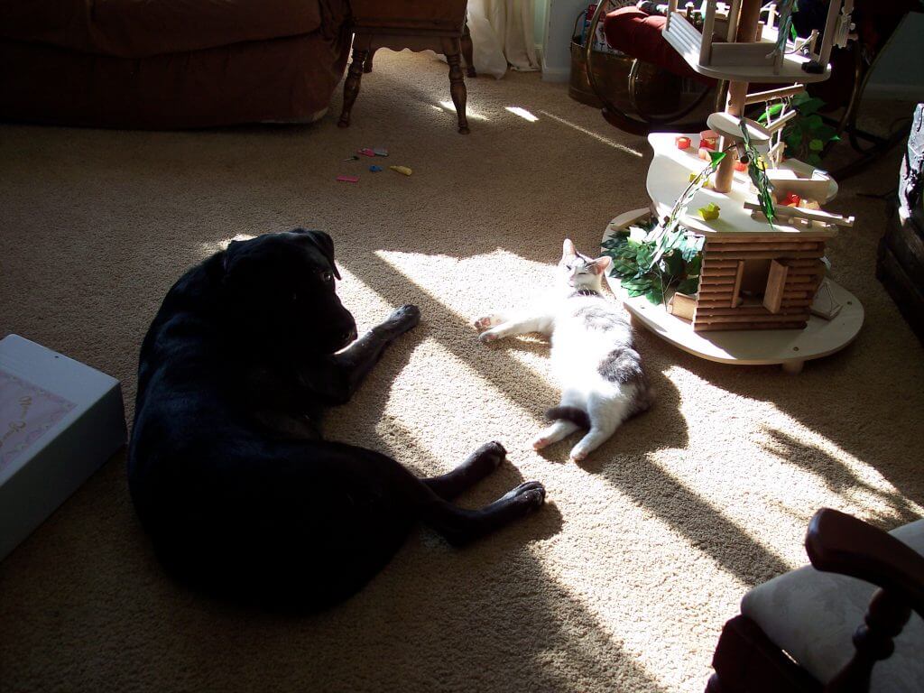 black dog in sun