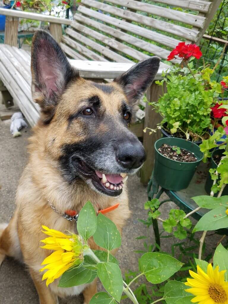 smiling german shepard