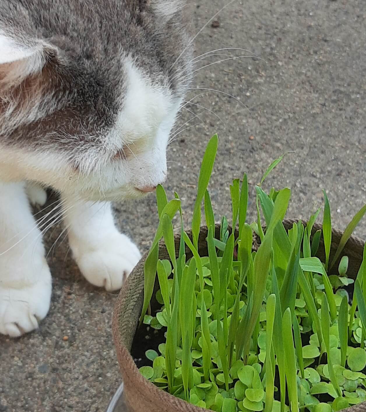 Rite Gud - Touch Grass - Kittysneezes